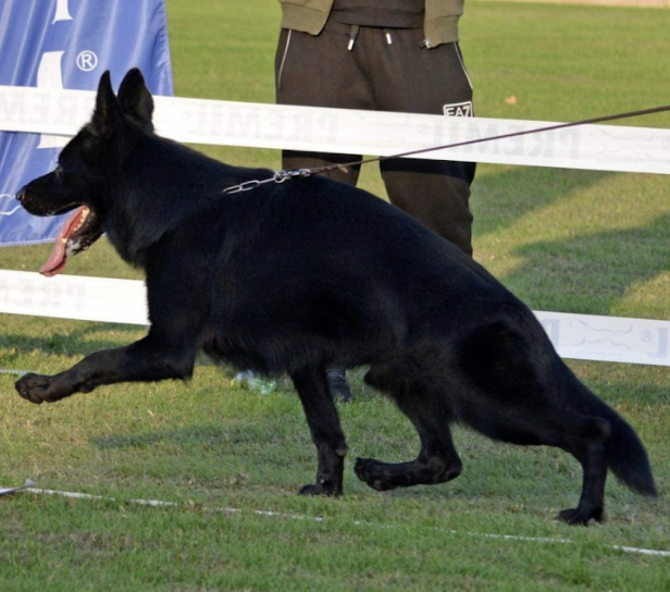 German Shepherd Males for Sale in Miami, Florida.