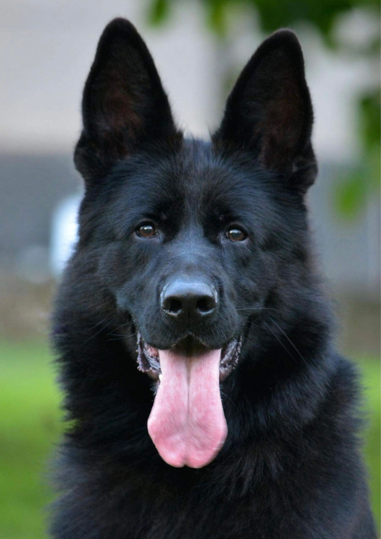 Black German Shepherd