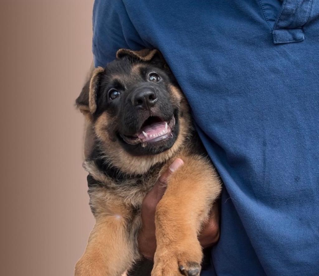 German Shepherd Breeding, Training, Puppies for sale in Florida