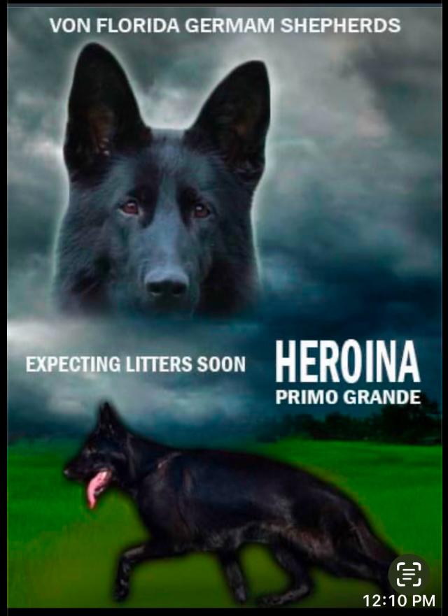 Heroina Primo Grande Slider