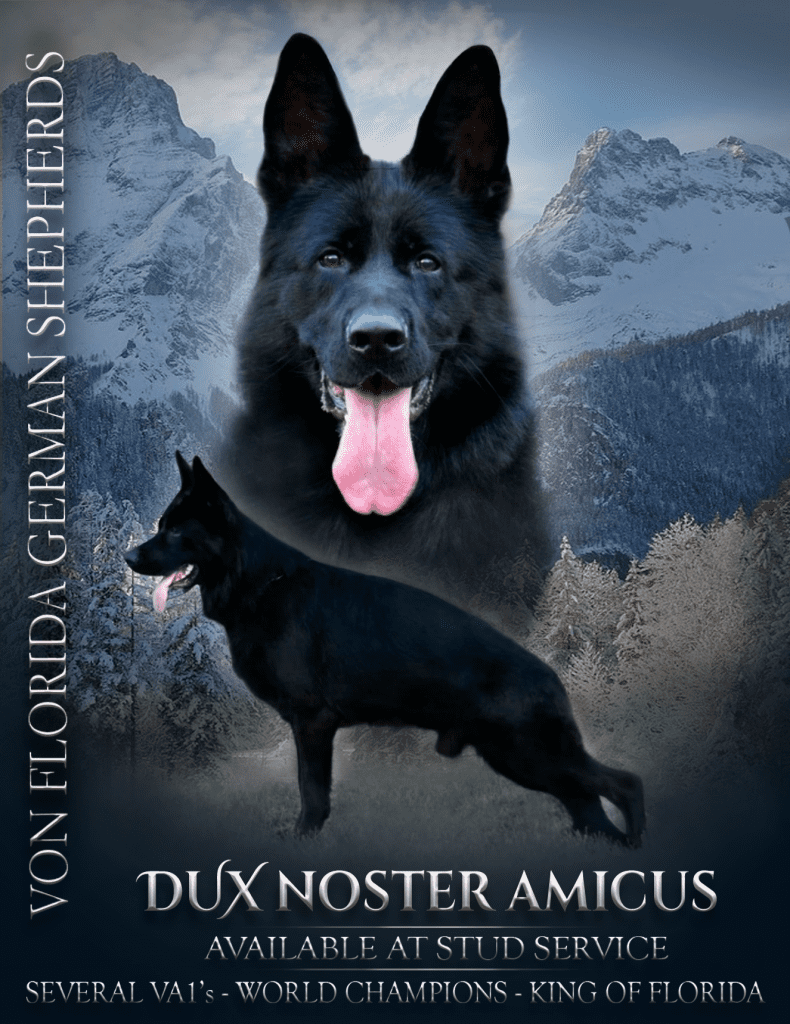 Dux portada
