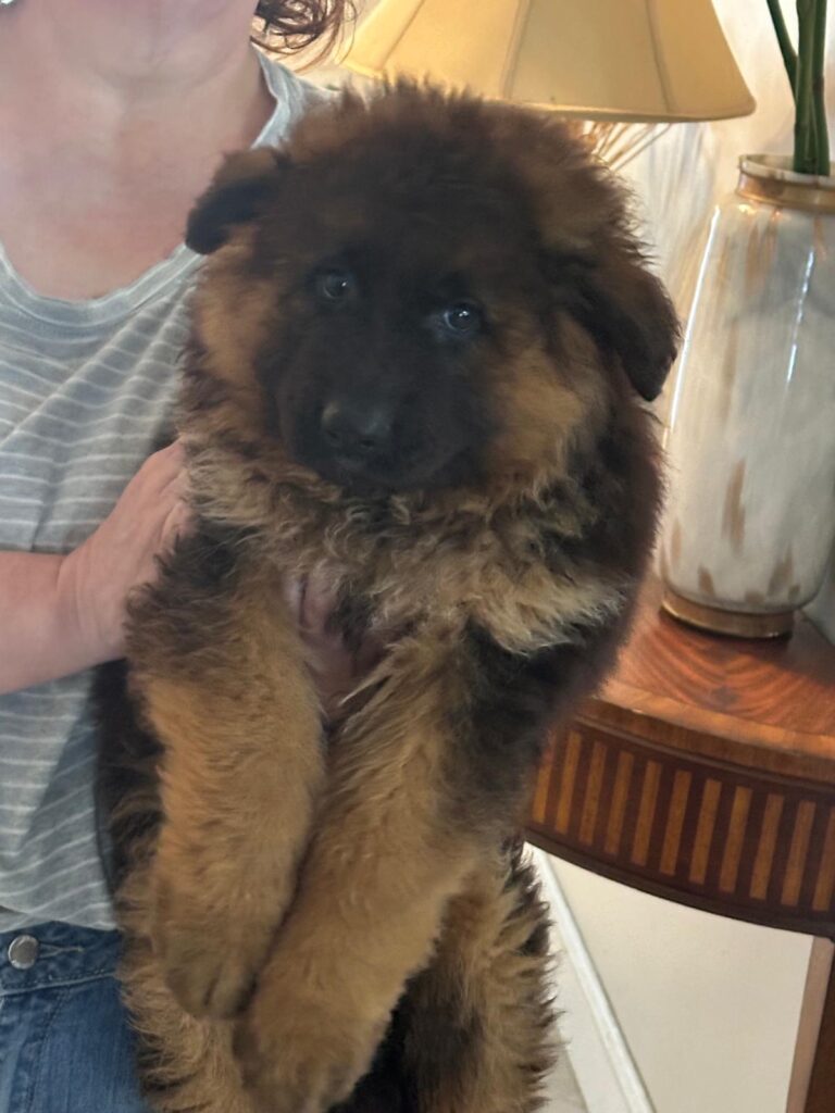 Puppie 1