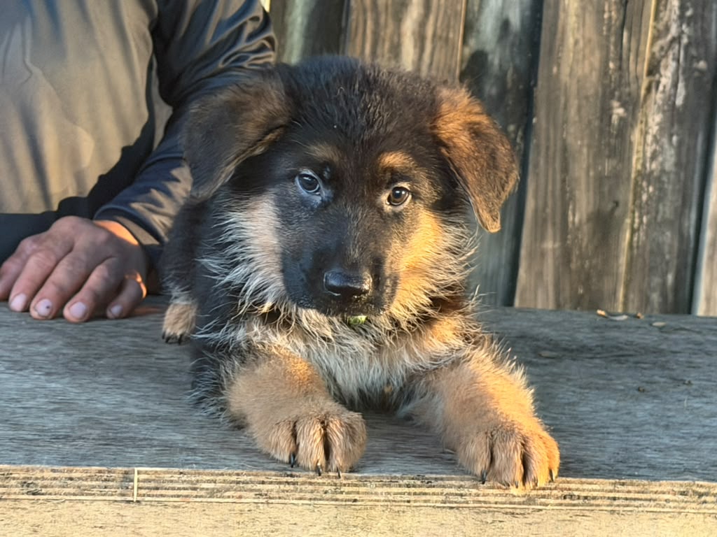 Puppy 1 -2