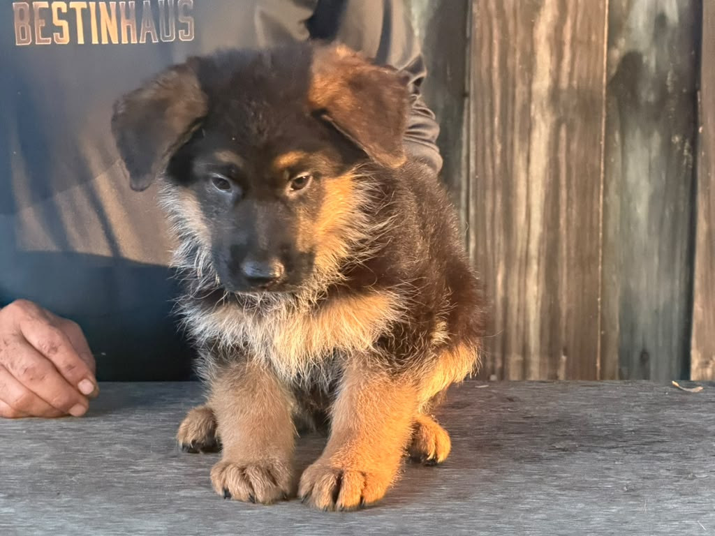 Puppy 1 -3
