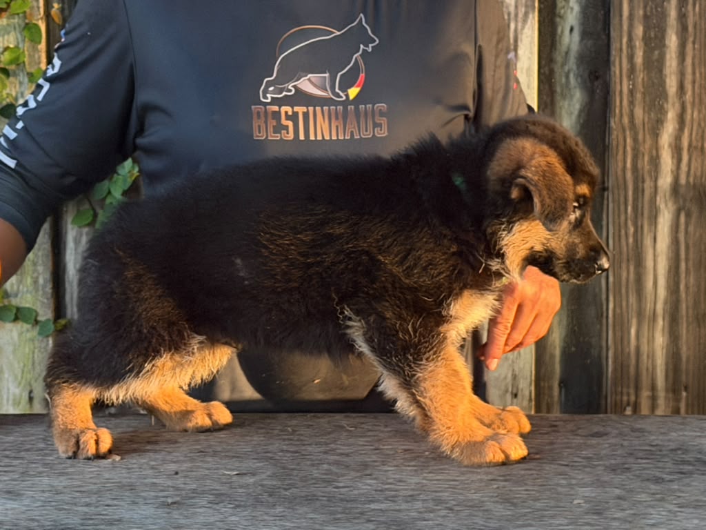 Puppy 1