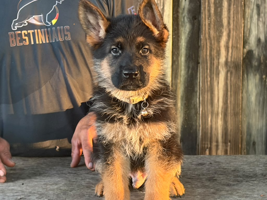 Puppy 2 -2