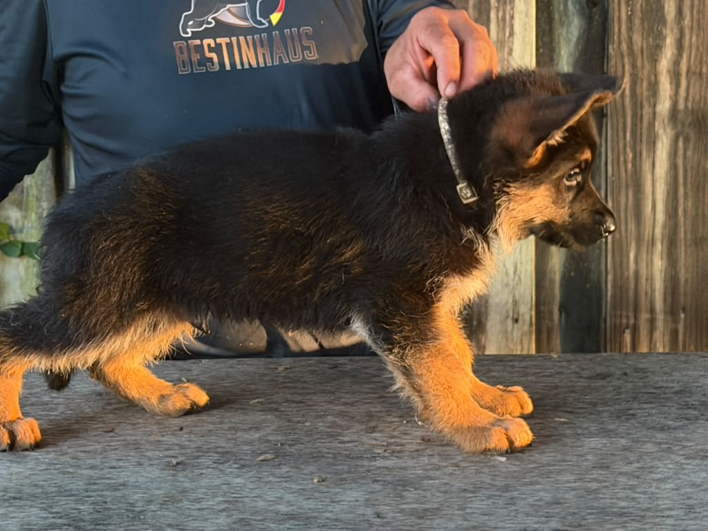 Puppy 2