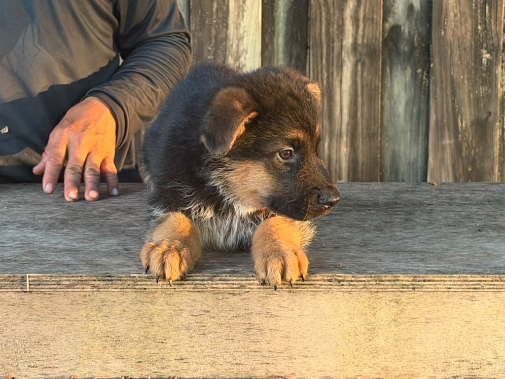 Puppy 3-2
