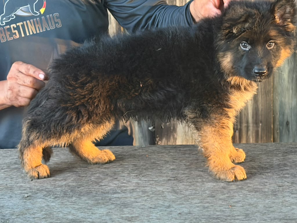 Puppy 3-3