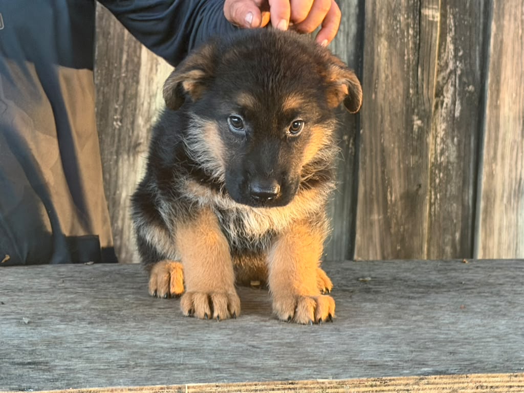 Puppy 3