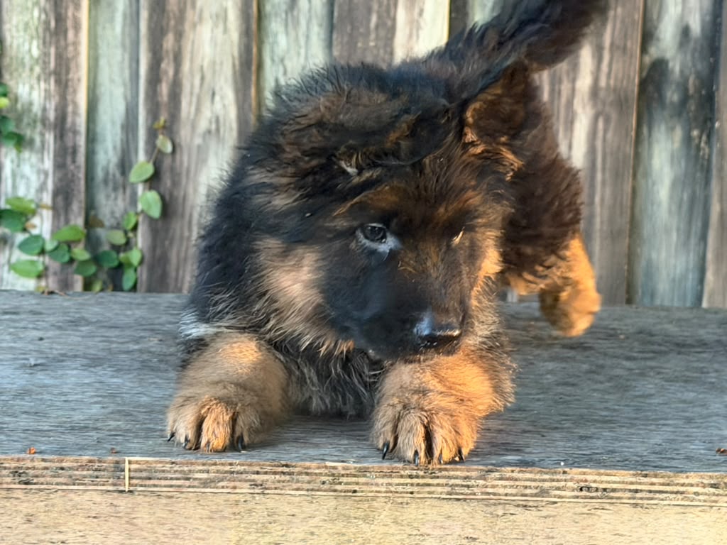 Puppy 4-2