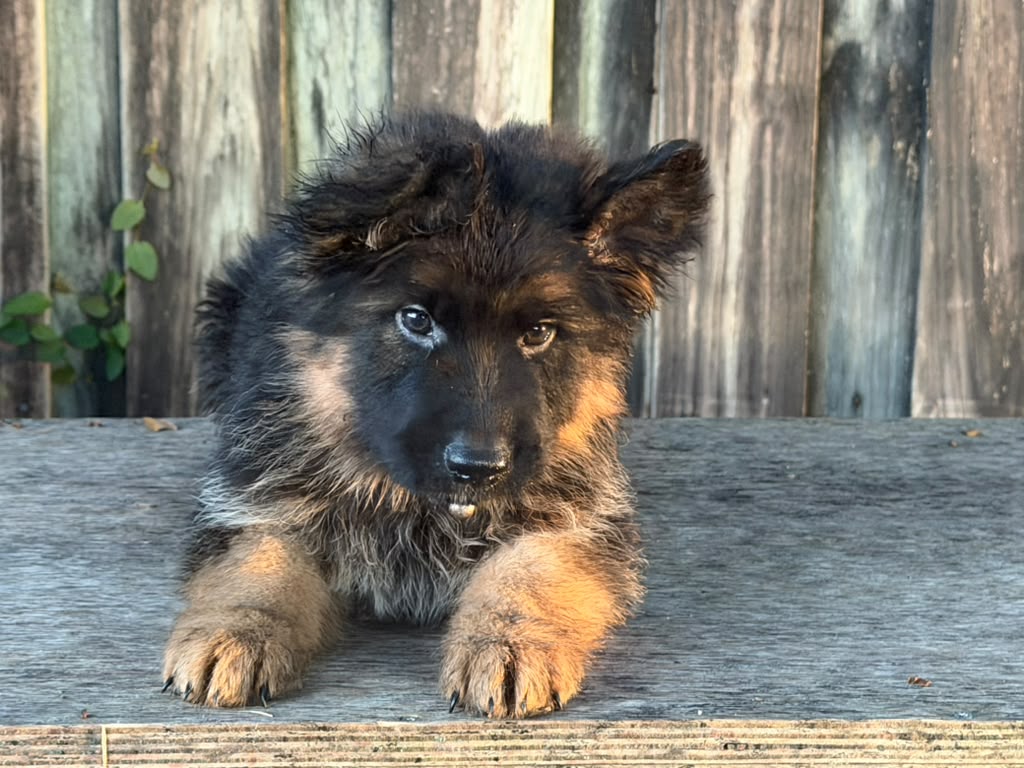Puppy 4-3