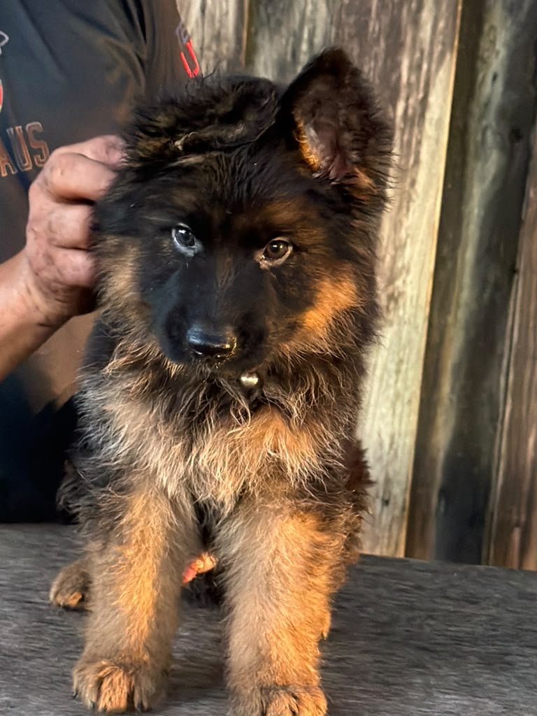 Puppy 4